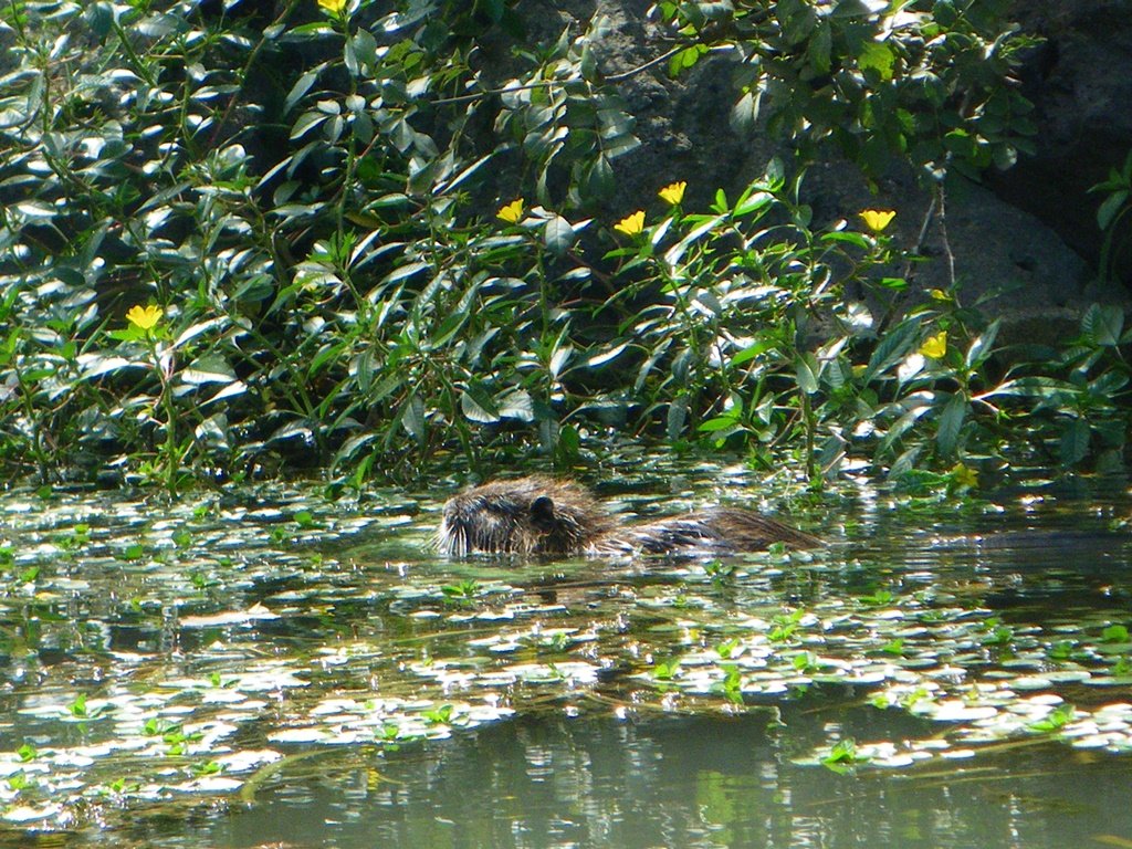 Water vole