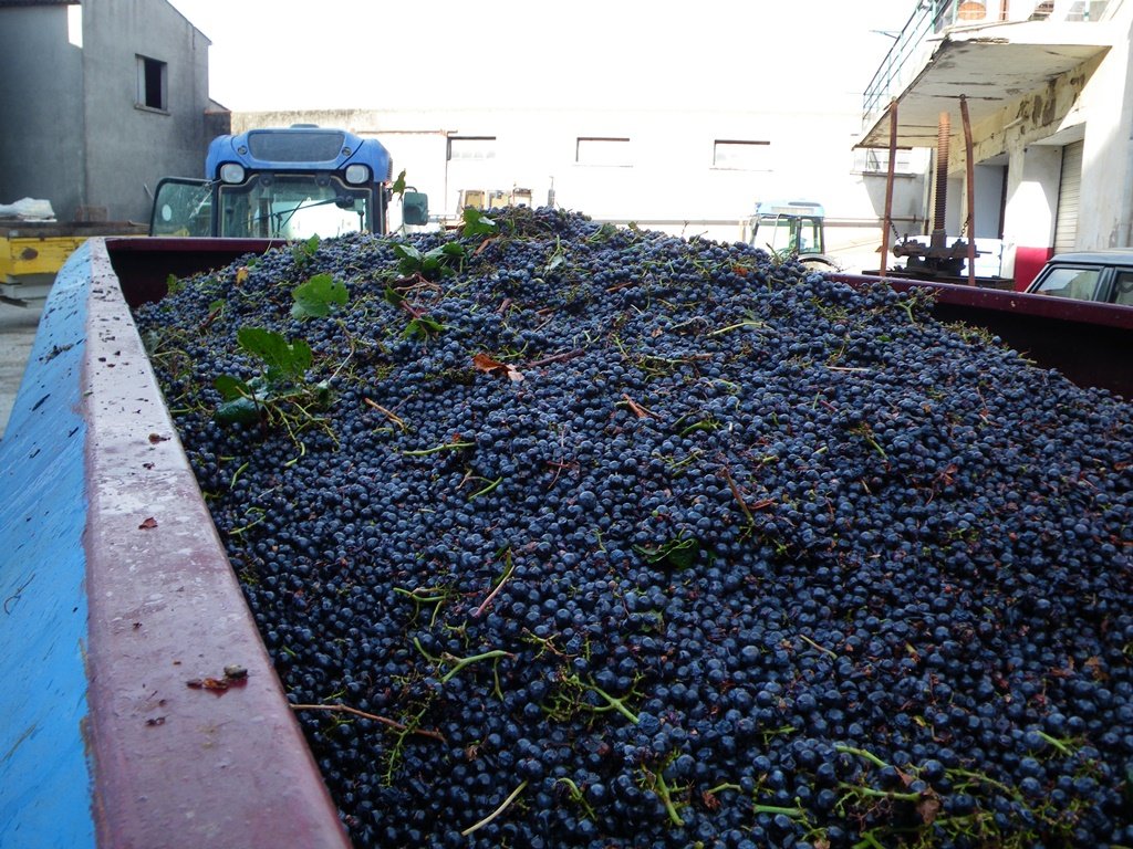 Dark grapes for wine making