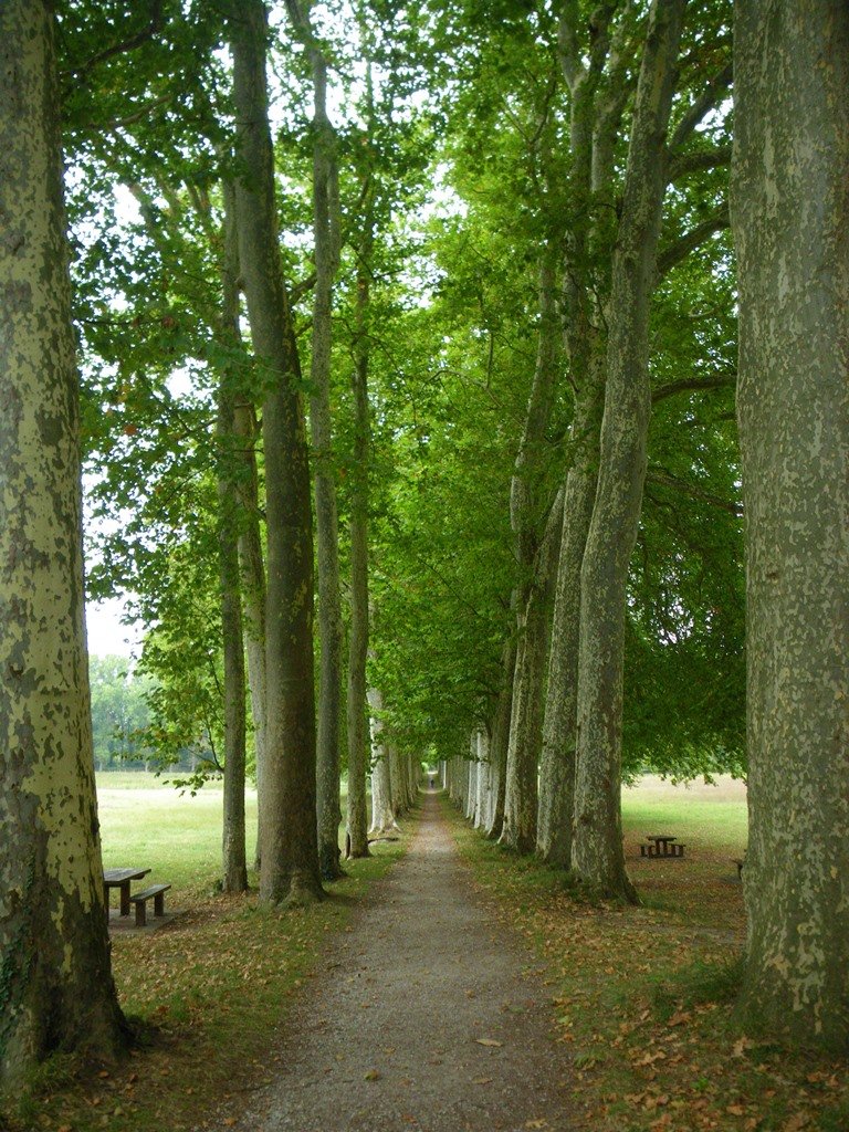 Parting of the waters, stately avenue of plane trees