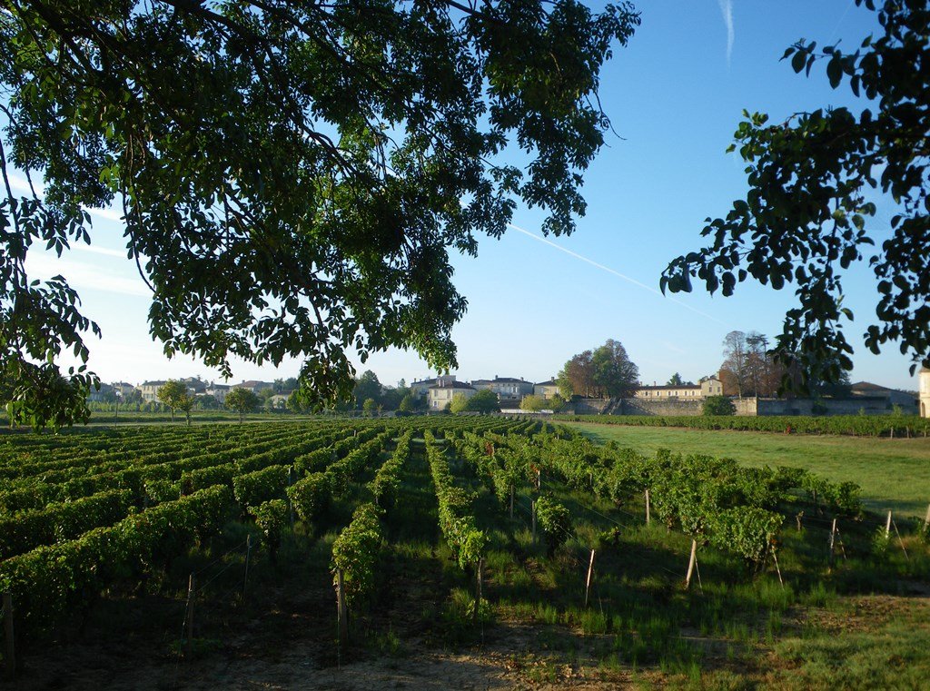 Vineyards at Portets