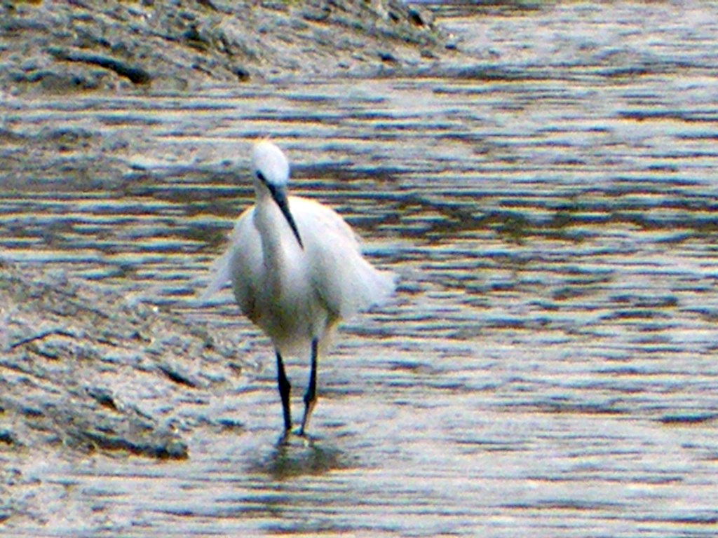 Egret, Meschers-sur-Gironde